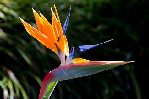 moisture meter bird of paradise|birds of paradise humidity.